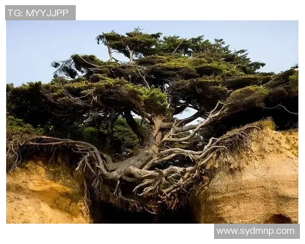 探索龟纹足球树的生态价值与保护意义，揭示其在自然界中的独特地位与作用