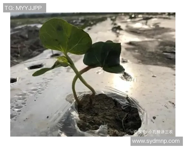 用棉花制作足球的创意探索与环保意义分析